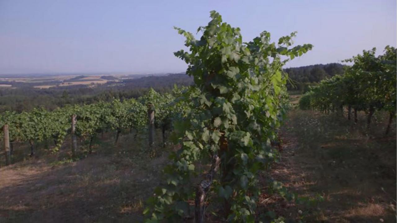 Video screenshot - Vineyards in Willamette Valley