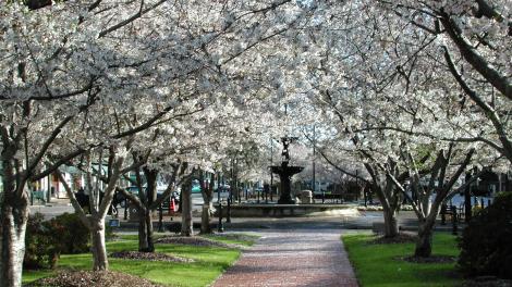 Frühlingserwachen: Kirschblüten im Dunlap Park