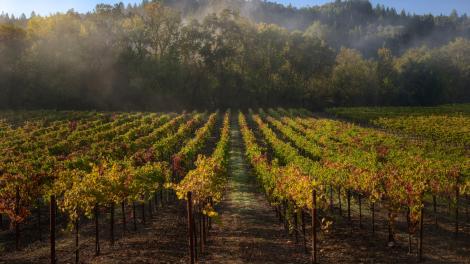 晨雾萦绕着弗雷斯特维尔附近的葡萄园