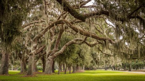 圣西蒙斯岛 Avenue of the Oaks 大道旁 160 年的的古树