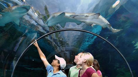 Family has a close-encounter with a shark at SeaWorld.