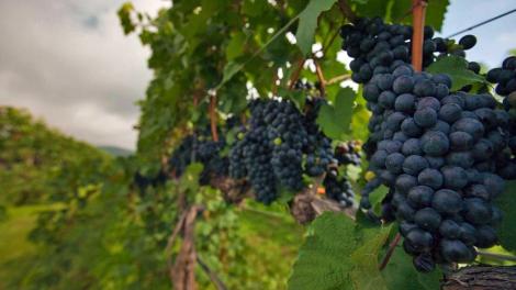 Descubre Central Virginia Wine Country