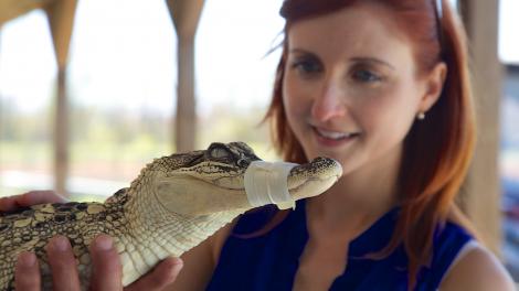 参观路易斯安那州霍马的鳄鱼养殖场