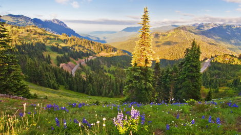 Hurricane Ridge in Olympic National Park in Washington Hurricane Ridge in Olympic National Park in Washington
