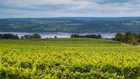 纽约州品酒之旅：纽约州的精酿饮品