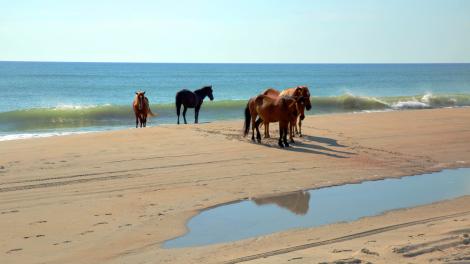 Caballos salvajes en Corolla, Condado de Currituck, Carolina del Norte