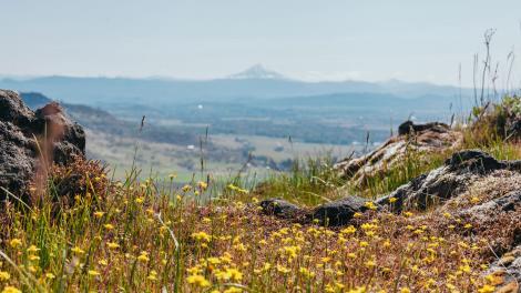 绚烂野花勾勒出俄勒冈州泰布尔罗克山美丽山景