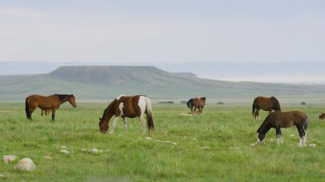 在原生大草原上悠闲吃草的马群