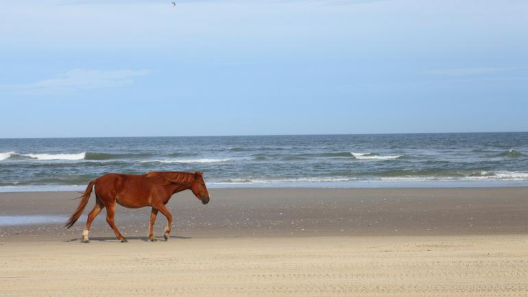 Poney sauvage à Carova Beach dans les Outer Banks