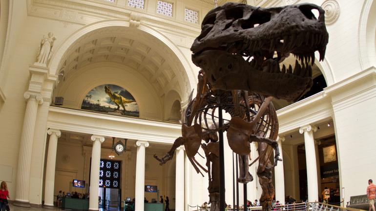 伊利诺伊州芝加哥菲尔德博物馆里的一具恐龙骨架 伊利诺伊州芝加哥菲尔德博物馆里的一具恐龙骨架