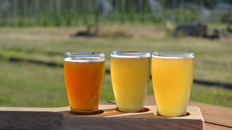 走进 Agrarian Ales 酿酒厂有着百年历史的挤奶厂，去品尝精酿啤酒，欣赏啤酒花农场的丰收景象。