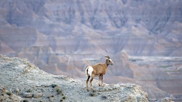 黑山山脉崎岖地形上土生土长的大角羊