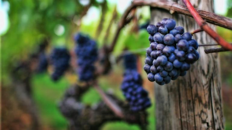 黑比诺和灰比诺葡萄是俄勒冈最大的酒庄 King Estate 酒庄的两种主打酿酒葡萄。