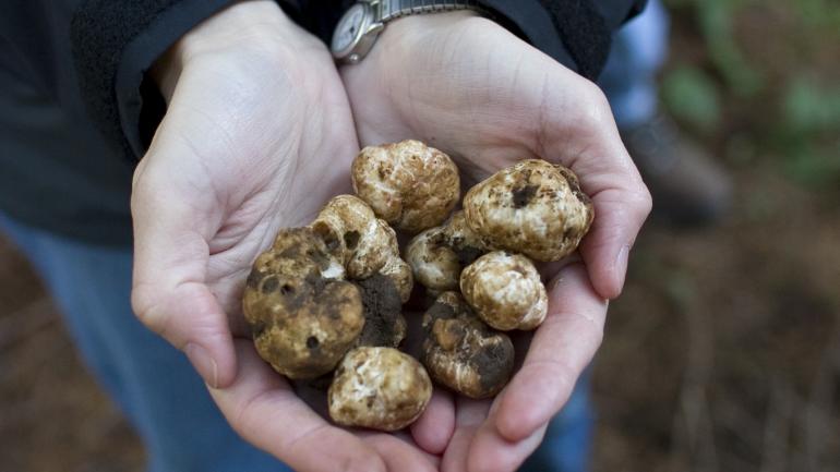 屡获大奖的松露是尤金的本地特产，每年 1 月举办的俄勒冈州松露节便是对这一自然馈赠的庆祝。