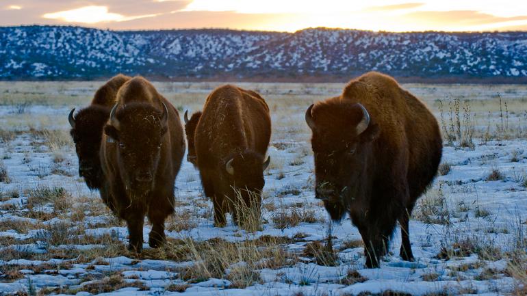 Caprock Canyons State Park is home to Texas’ official bison herd. You’re sure to spot some along the horseback riding trails.