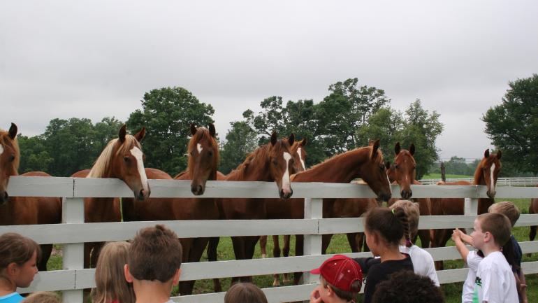 在田纳西州谢尔比维尔的马场，儿童与马匹互动