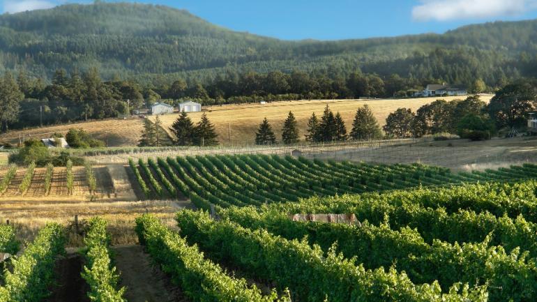 俄勒冈州拥有几处屡获大奖的葡萄酒产区，您可以在这些产区欣赏到茂盛的葡萄园，还可以去品酒室品尝美酒。