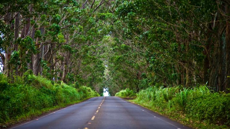 驱车穿过可洛亚的林荫大道