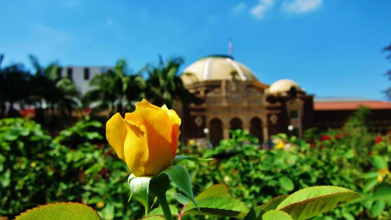 Zwischen den Museumsbesuchen könnt ihr im Exposition Park eine Decke ausbreiten und bei warmen Temperaturen die schönen Rosen bewundern.