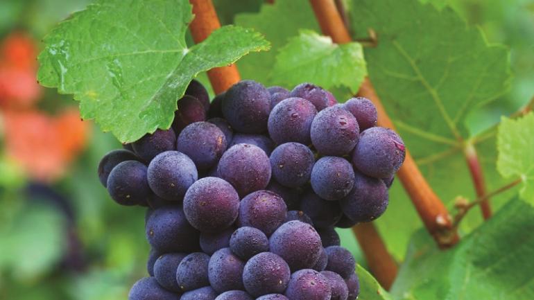 俄勒冈州的土地种植的葡萄酿造出屡获殊荣的葡萄酒。