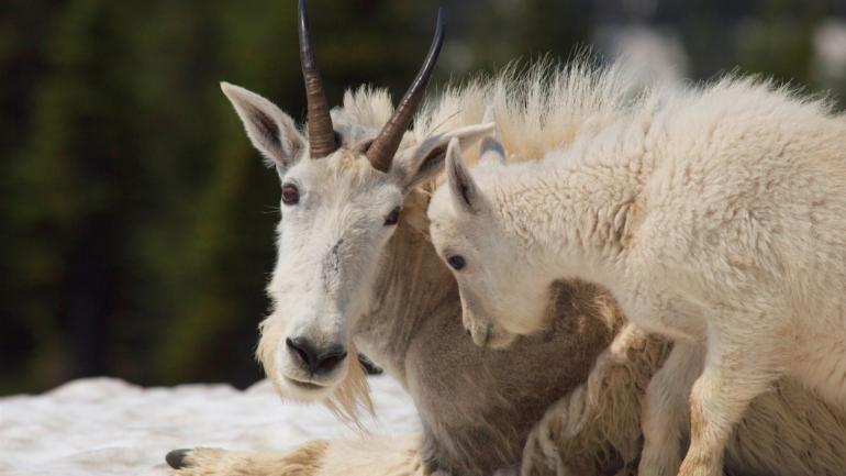 Dan Westergren, Fotograf bei National Geographic, ist es gelungen, diesen intimen Moment zwischen einer Bergziege und ihrem Jungen im Glacier-Nationalpark in Montana einzufangen.