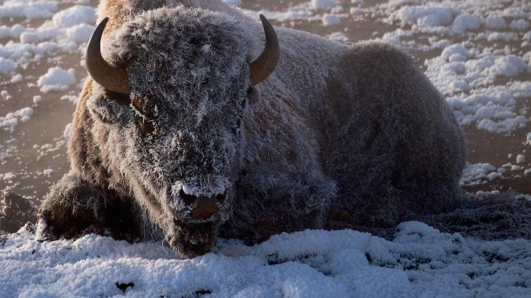 Während der „goldenen Stunde“ bestehen bessere Aussichten, beeindruckende Tierbilder wie dieses Foto von einem schneebedeckten Bison im Yellowstone-Nationalpark zu machen.