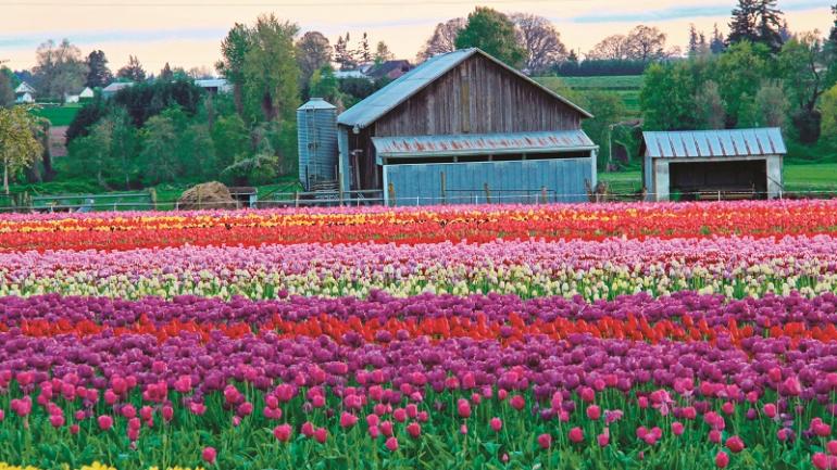 自驾游路线蜿蜒穿过争奇斗艳的花田，一路绵延至迷人的农场。