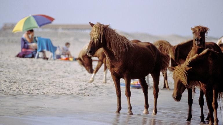 Assateague Ponies