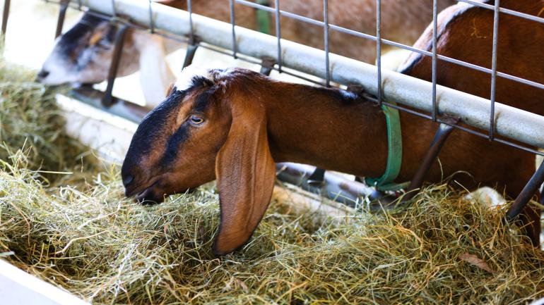 佛蒙特州曼彻斯特溪谷农场的山羊
