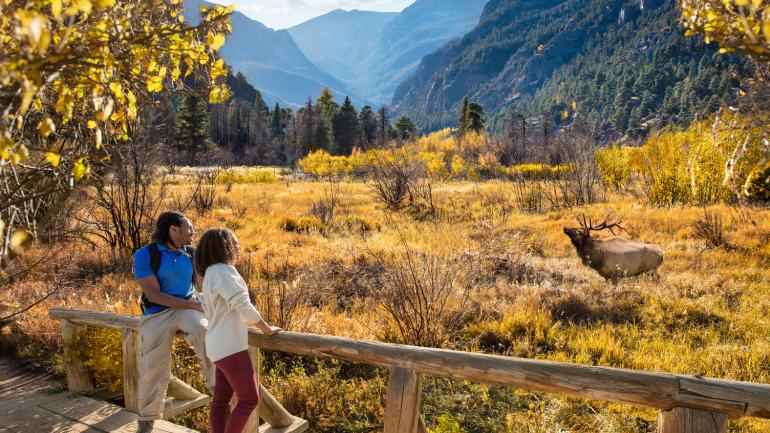 在埃斯特公园的秀丽秋景中观赏麋鹿