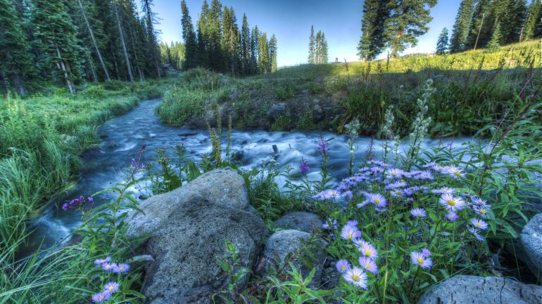 在科罗拉多州大章克申的格兰德台地上，一条溪流经过一片鲜花盛开的草地。