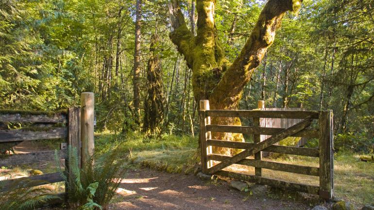 胡德山附近掩映在杜鹃属植物中的 Barlow Road Tollgate收费站