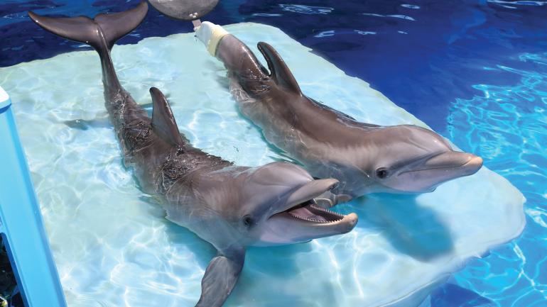 Winter and Hope, the famed dolphins of the Clearwater Marine Aquarium