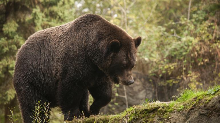 A brown bear in the Northern Trail exhibit, which mimics the natural habitat of the Alaskan tundra, at the Woodland Park Zoo