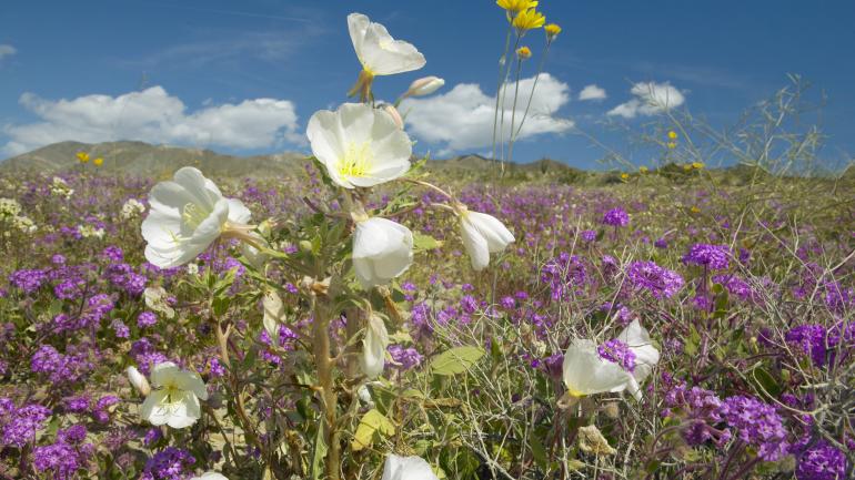安沙波列哥沙漠州立公园内绽放的沙漠百合和其他野花