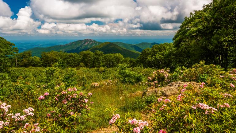 仙纳度国家公园中的山月桂勾勒出一幅绝美的画面