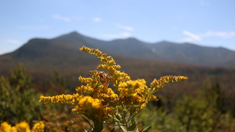 绿山国家森林内开得正欢的黄花