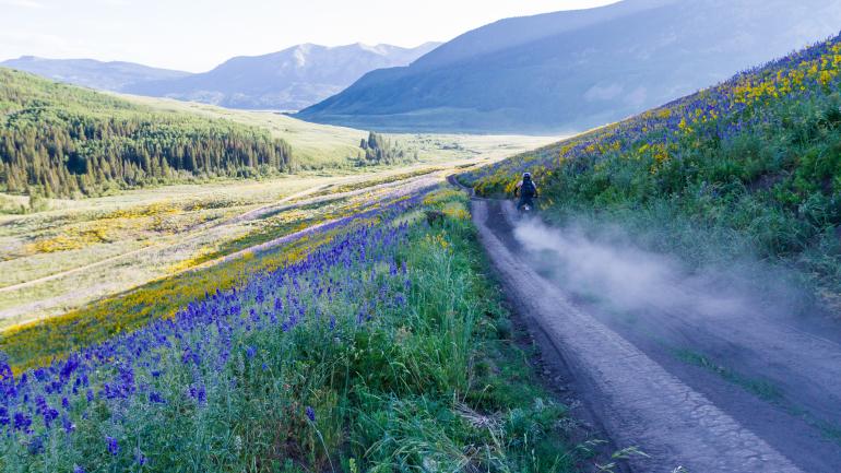 克雷斯特德比特附近甘尼森谷内一条土路旁五彩缤纷的鲜花
