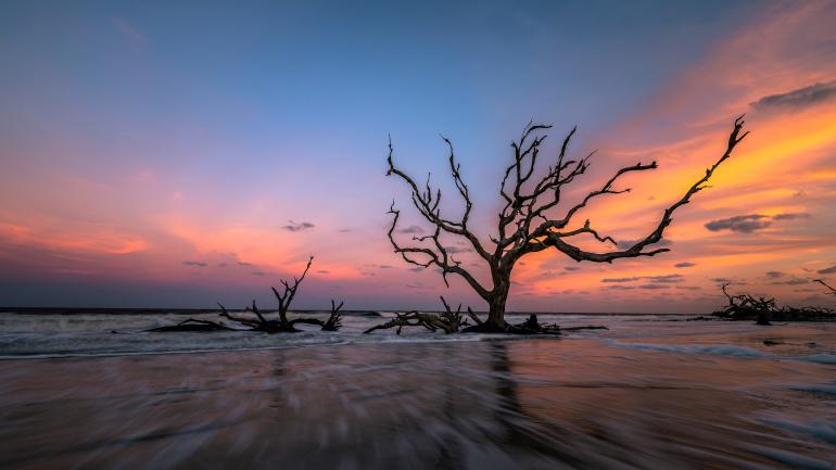 佐治亚州吉柯岛的漂流木海滩的日出