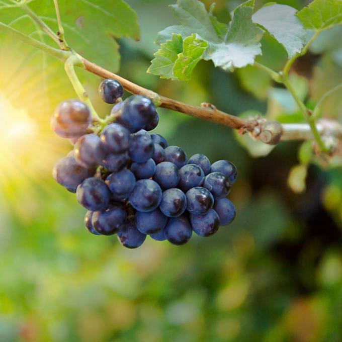 威拉米特河谷共有 6,140 公顷葡萄园，其中 4,400 公顷种植黑皮诺葡萄。