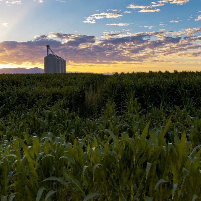 Sunset over a farm in Gilbert