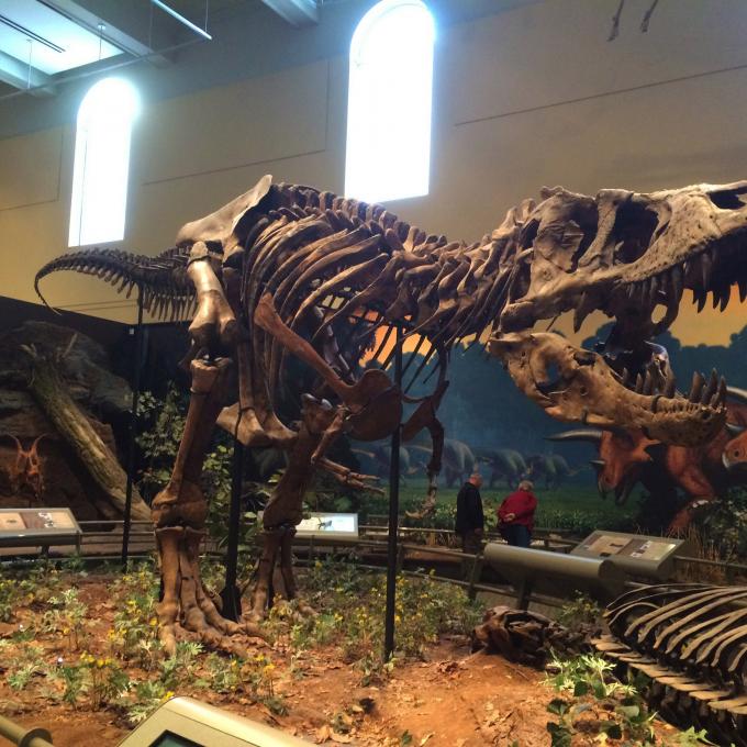 宾夕法尼亚州匹兹堡卡内基自然历史博物馆中的霸王龙骨架