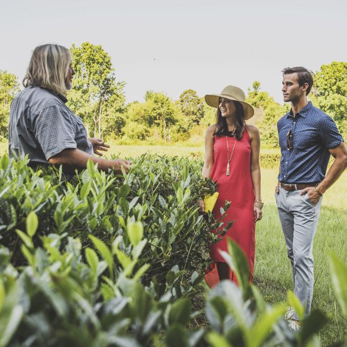观光南卡罗来纳州旺得曼郎岛的查尔斯顿茶园