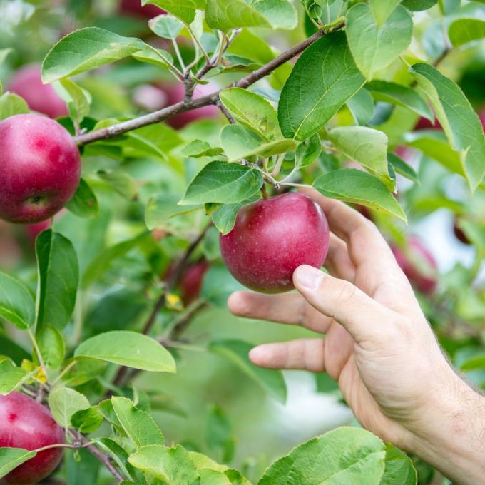 在纽约州普拉茨堡附近的鲁弗斯果园 (Rulfs Orchard) 摘苹果