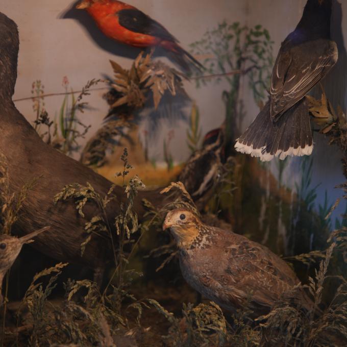 密苏里州圣吉纳维夫博物馆学习中心展出的约翰·詹姆斯·奥杜邦创作的鸟类立体模型
