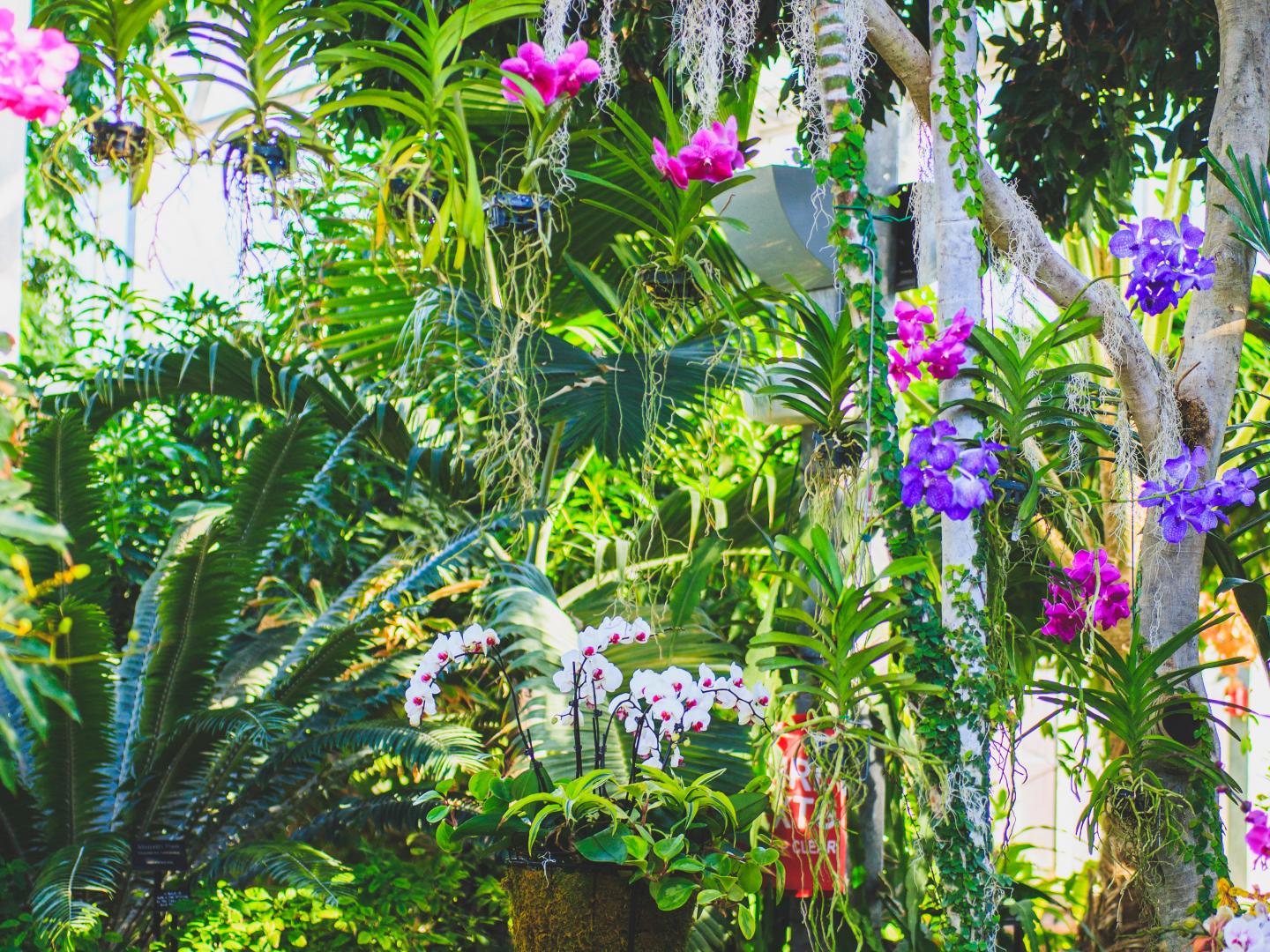 尼古拉斯温室花园展出各种兰花