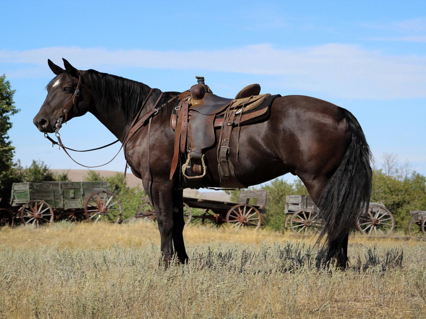 科迪县马匹拍卖会在伊尔玛酒店举行