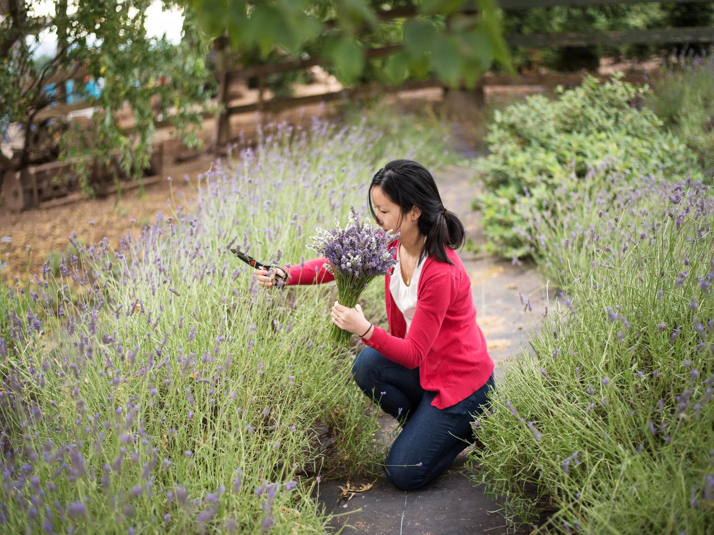 Recogiendo lavanda en el Helvetia Lavender Fest en Hillsboro, Oregón