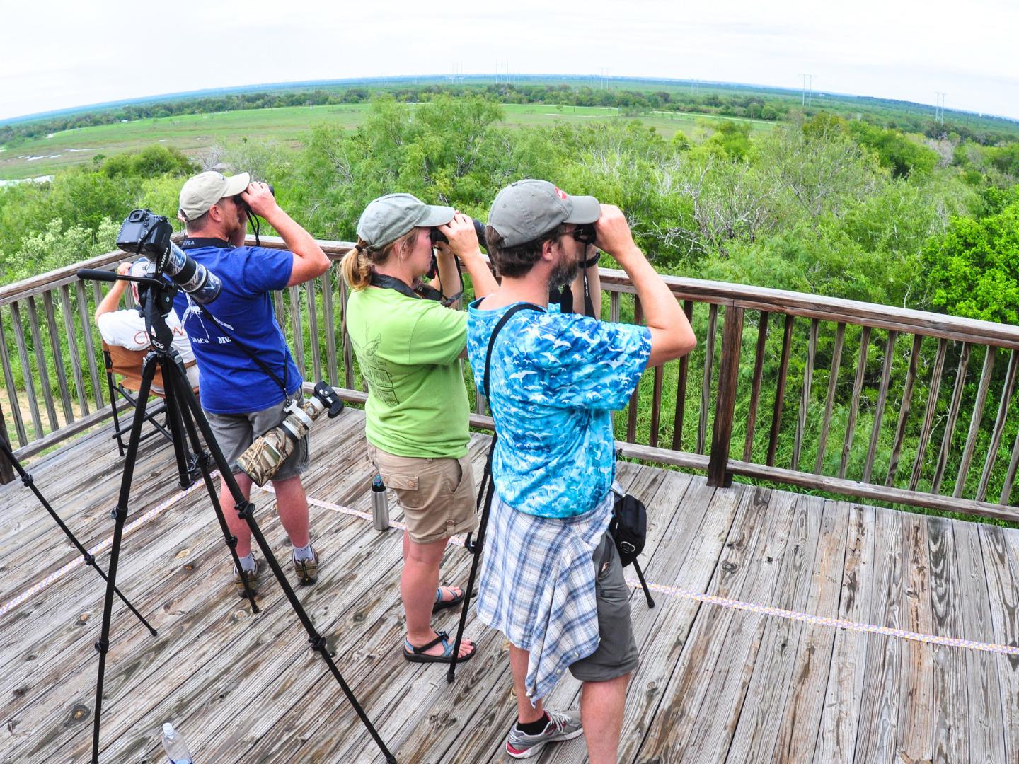 在德克萨斯州科珀斯克里斯蒂赏鸟