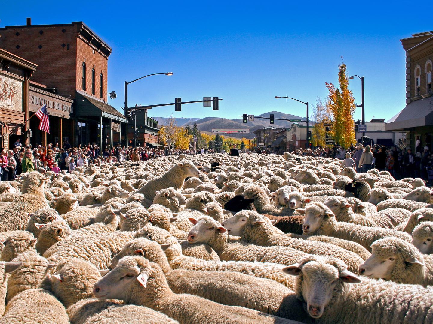 在一年一度的赶羊节期间，爱达荷州凯彻姆市中心随处可见的羊群